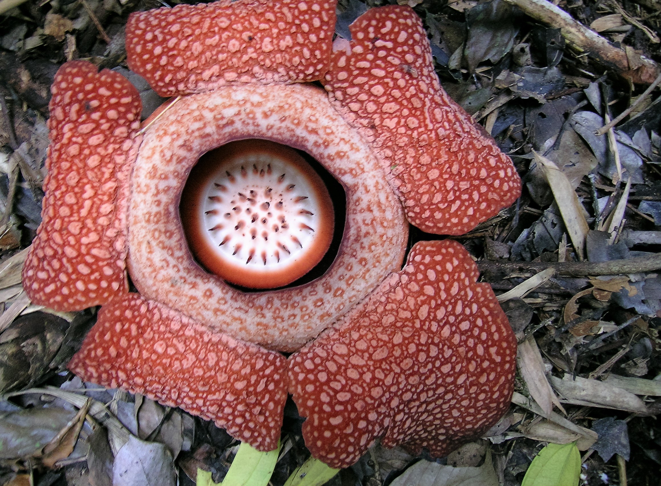 DSCN9652 Rafflesia, Borneo, RTW 2004