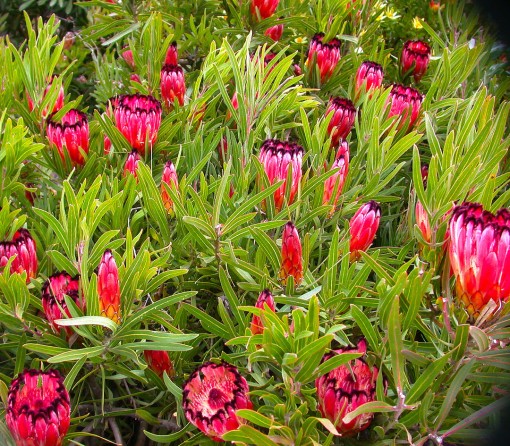 Field of proteas