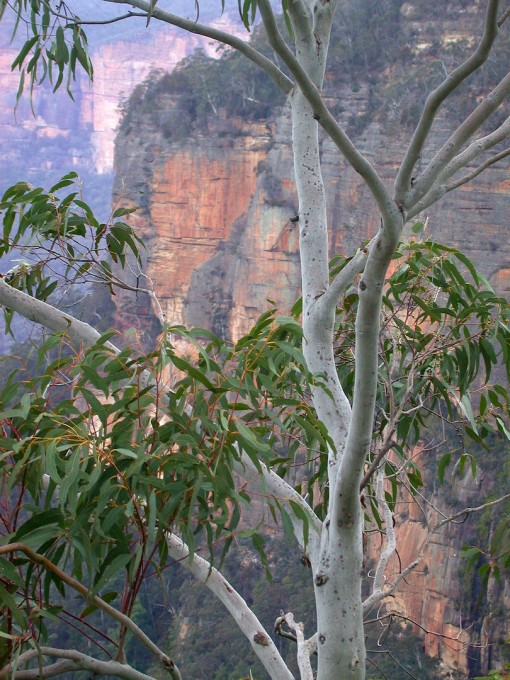 Eucalyptus against limestone