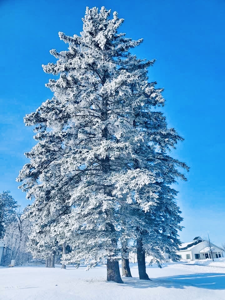Frosted Evergreen