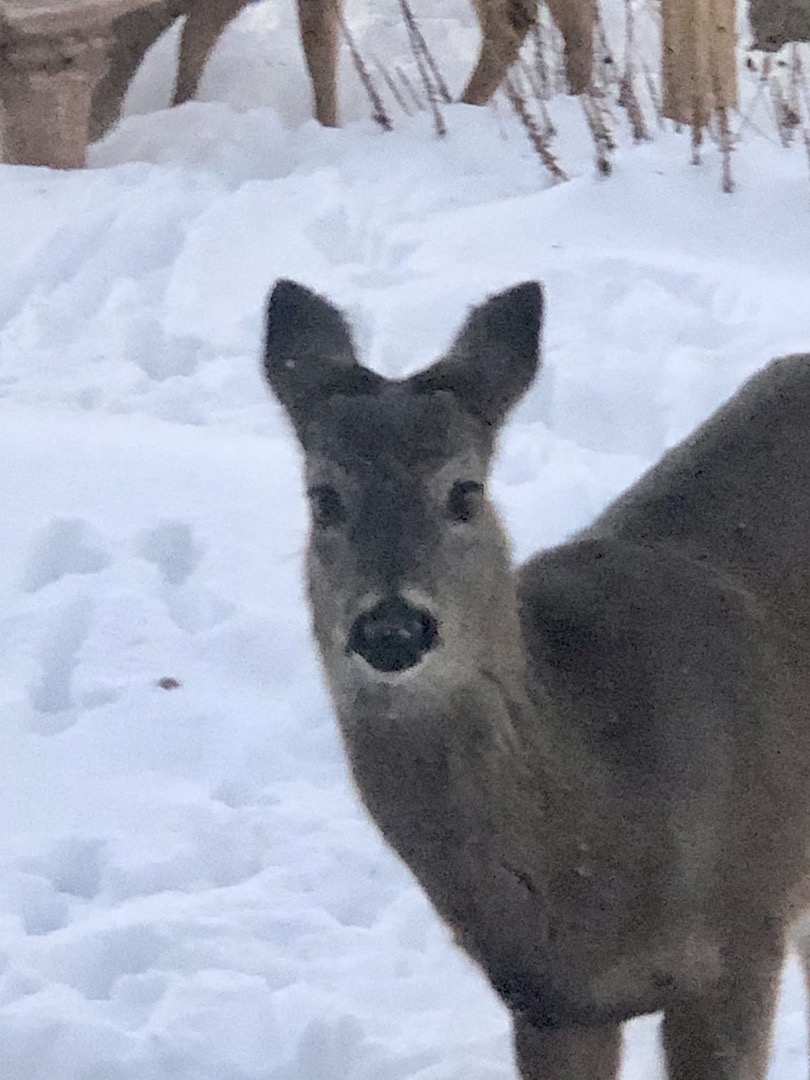 Deer outside window