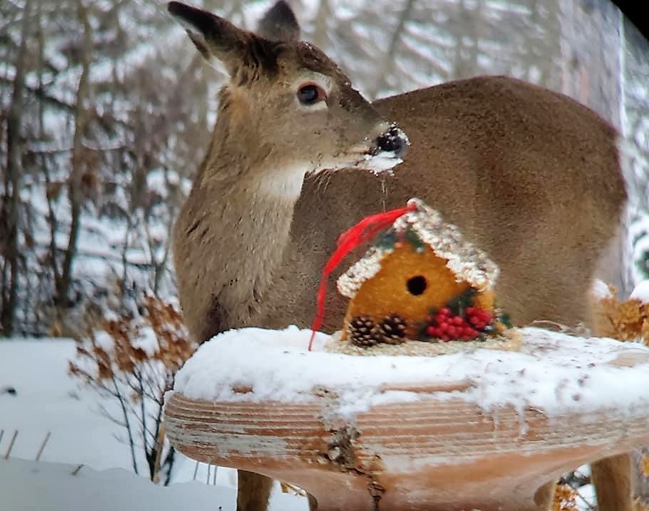 Deer by edible birdhouse