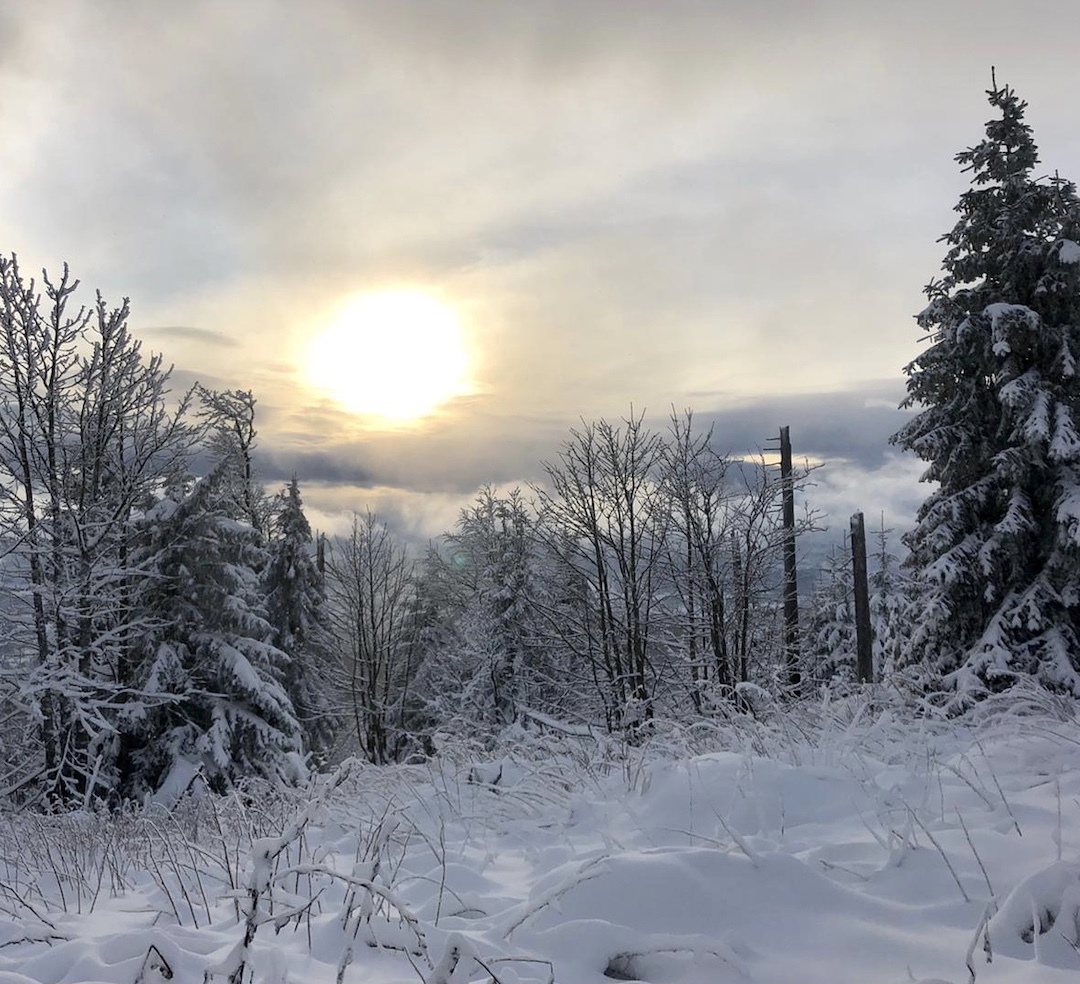 Snow covered woods with sun